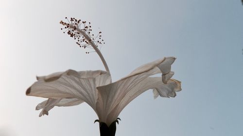 Low angle view of plant growing against sky