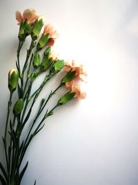 Close-up of plant against white background