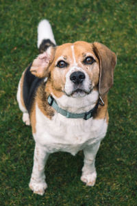 Portrait of dog standing on grass