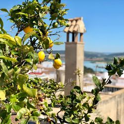 Yellow flowering plant against tree