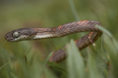 Close-up of lizard on land