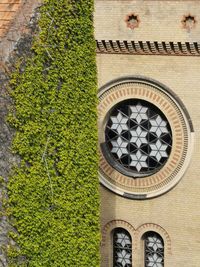 Low angle view of plants growing by building