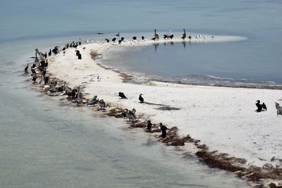 Birds on beach