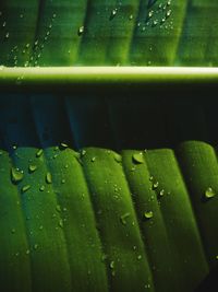 Close-up of wet green leaves during rainy season