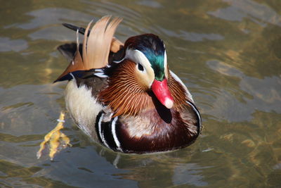 High angle view of duck swimming in lake