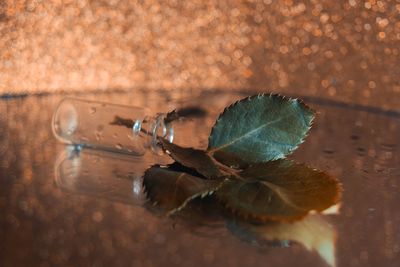 High angle view of insect on wet table