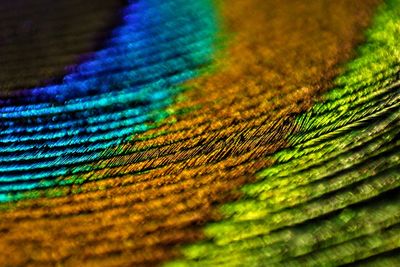Close-up of multi colored leaf