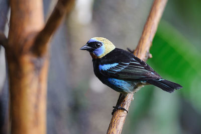 Golden-hooded tanager - tangara larvata male perching on a branch