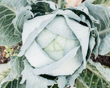 Top view cabbage head in the garden with green leaves, harvest season