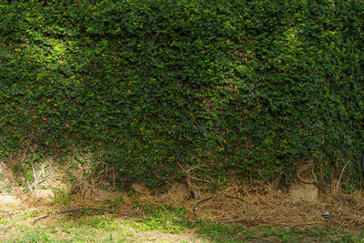 plant