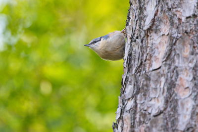 Young nuthatch looking around