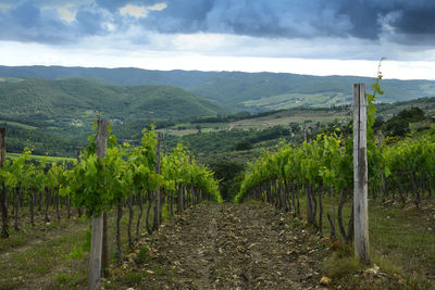 Scenic view of vineyard against sky