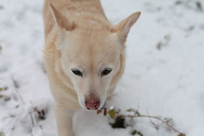 Close-up of dog on snow covered land