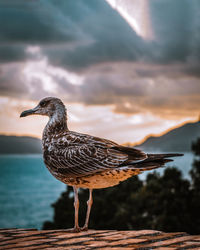 Close-up of bird perching on a lake