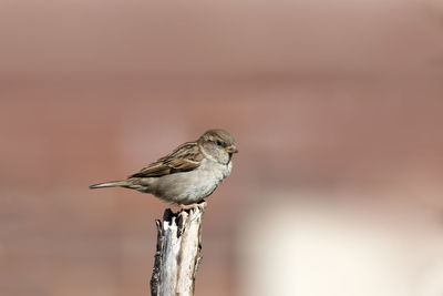 Close-up of bird perching on wood