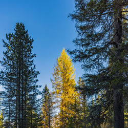 Low angle view of trees against sky