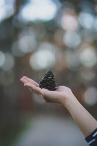 Close-up of hand holding pine cone