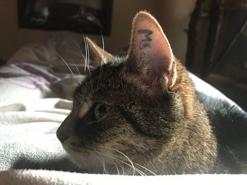 Close-up of a cat resting on bed