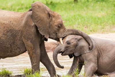 Close-up of elephant in zoo