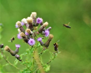 Close-up of bee pollinating on purple flower