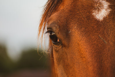 Close up of a brown horses eye and half it's face