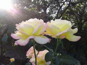 Close-up of flowers blooming outdoors