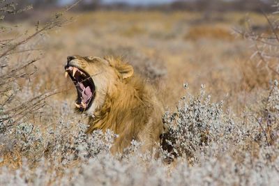 Close-up of lion yawning