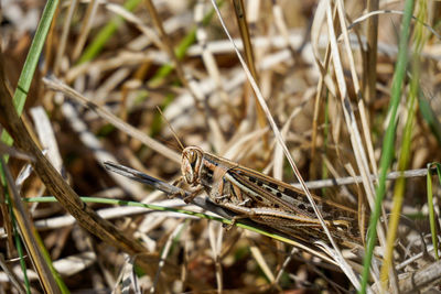 Close-up of insect on grass