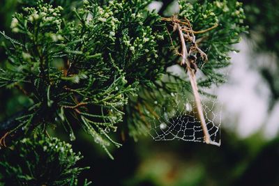 Close-up of spider web on plant