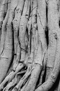 Full frame shot of tree trunk