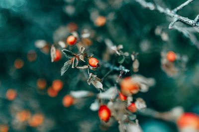 Close-up of berries growing on tree