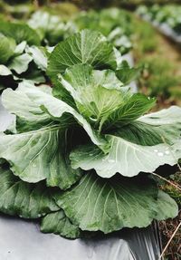 Close-up of green leaves on plant