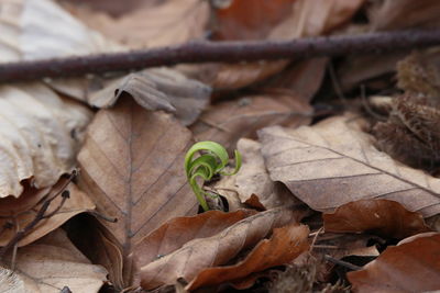 Close-up of plant growing outdoors