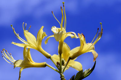 Close-up of yellow flowering plant against blue sky
