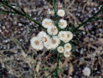 High angle view of dandelions
