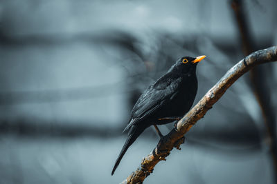 Close-up of bird perching on branch