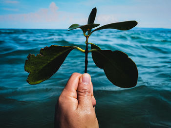 Midsection of person holding leaf in sea