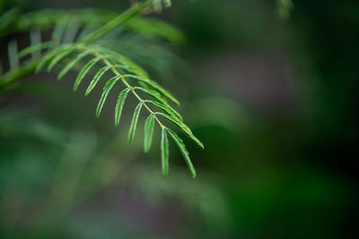 Close-up of fern leaves