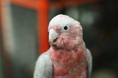 Close-up of a parrot