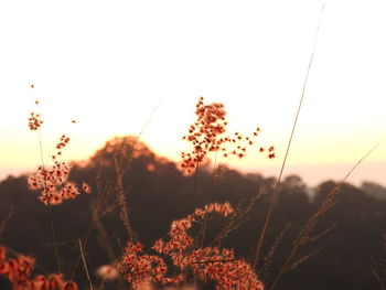 Close-up of stalks against sky during sunset