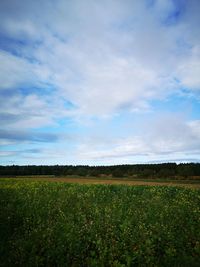 Scenic view of field against sky
