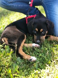 Portrait of puppy relaxing on field