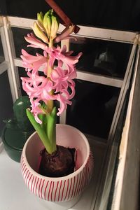 Close-up of potted plant on window sill