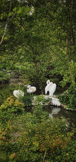 White birds in a forest