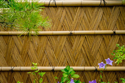 Close-up of bamboo plants