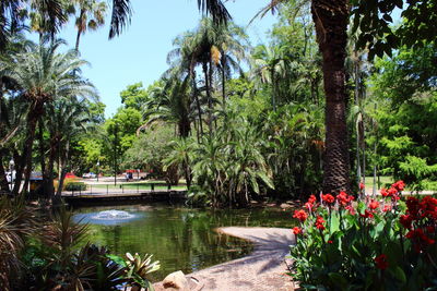 Trees by lake in park 