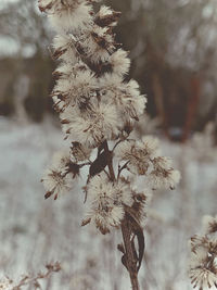 Close-up of wilted flower tree