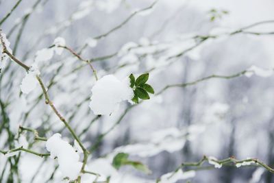 Close-up of white flowers blooming on tree