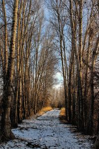 Dirt road amidst snow covered trees in forest