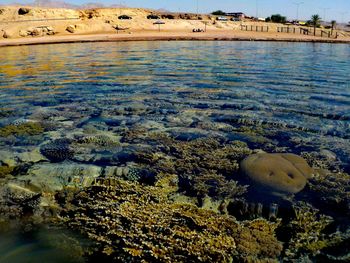 View of fish in sea